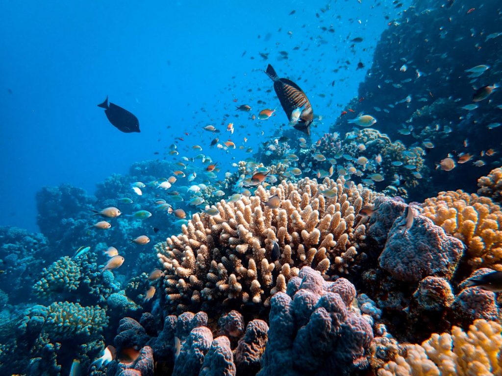 Scuba Diving Komodo, Underwater Photography Tips
