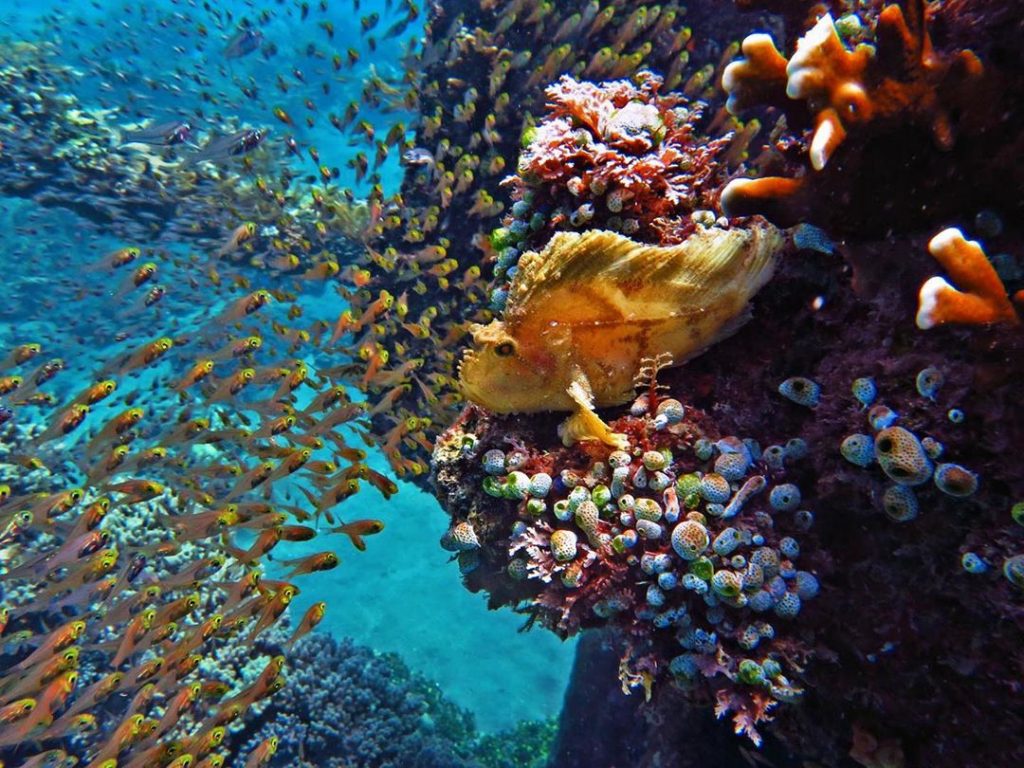 Amed is Known Best for Macro and Muck Diving in Bali
